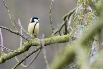 Fototapeta premium Parus major - Great tit on a branch.