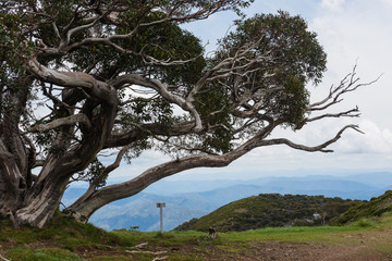 Australia Alpine NP
