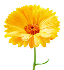 Marigold flower isolated
