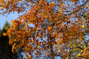 Autumn atmosphere in the Park. Autumn mood