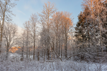 winter forest in snow