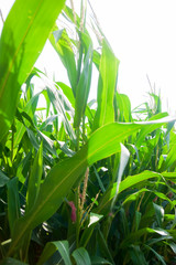 Obraz premium Leaves of maize in summertime on the field
