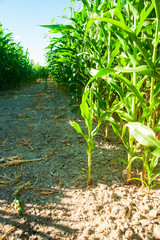 Leaves of maize in summertime on the field with dry soil