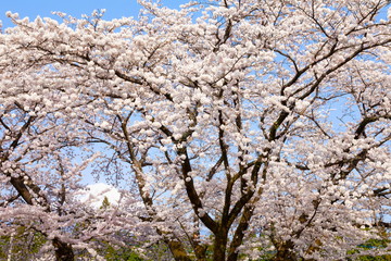満開の桜とかいま見える富士山、静岡県富士宮市にて