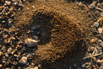 Ant's nest on the gravel