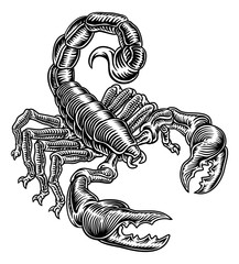 Scorpion Scorpio zodiac animal sign design graphic in a retro vintage woodcut etching style.