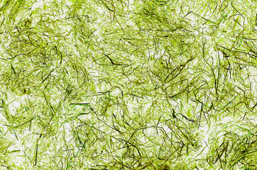 Background, wind texture in green grass. Obtained using computer processing of photographs of dried grass, hay