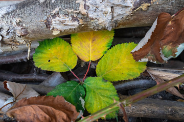 Bunte Blätter zwischen Ästen
