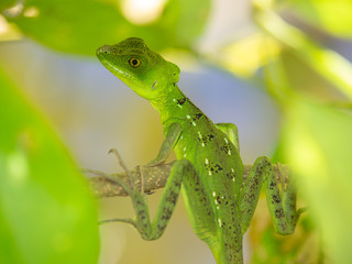 Basilisk im Gandoca-Manzanillo Nationalpark in Costa Rica