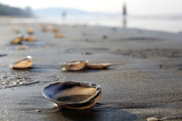 Fototapeta na wymiar Close shot of sea shells 