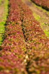 秋の浅間山麓広域農道「浅間サンライン」