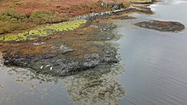 Aerial view of seal colony in Scotland - UK