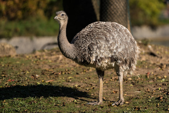 Darwin-Nandu - Rhea pennata