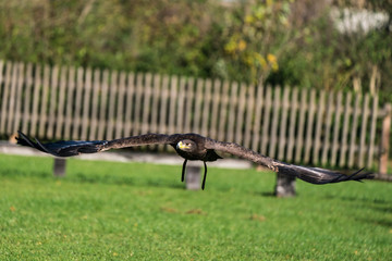 Wüstenbussard - Harris Hawk - Parabuteo unicinctus