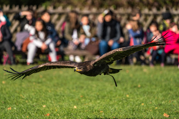 Wüstenbussard - Harris Hawk - Parabuteo unicinctus