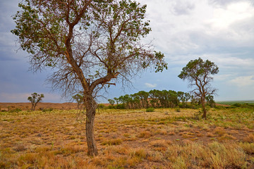 Tree turanga (Populus pruinosa) in the desert steppe. Turanga - relic poplar.