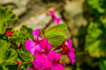 Cleopatra Butterfly