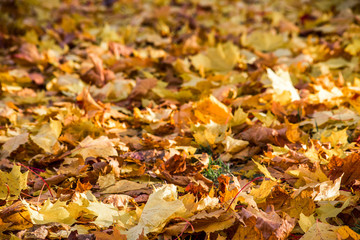 Dried yellow maple leaves