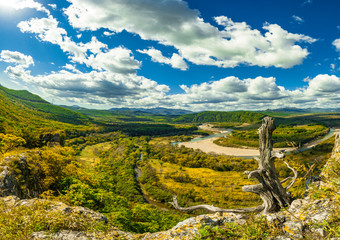 old tree over the valley