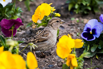 Bird among the yellow pansy