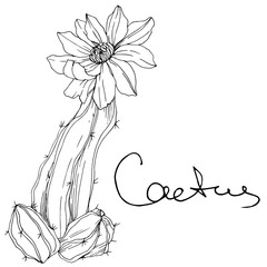 Vector Cacti floral botanical flower. Black and white engraved ink art. Isolated cacti illustration element.
