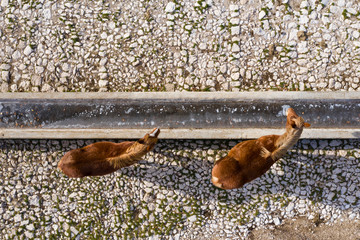Fototapeta premium Aerial view of 2 beautiful brown horses trying to drink from a frozen watering hole.