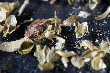 Oregano is a minor spice in German cuisine, but it is a very important spice in Italian, Greek and Spanish cuisine