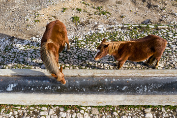 Obraz premium Aerial view of 2 beautiful brown horses trying to drink from a frozen watering hole.