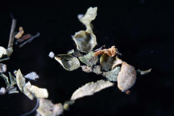 Oregano is a minor spice in German cuisine, but it is a very important spice in Italian, Greek and...