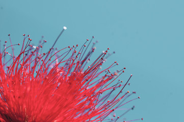close-up of crimson blossom of flower of Metrosideros excelsa, New Zealand