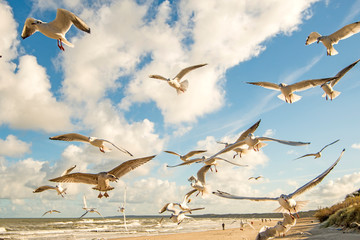 black headed gulls flying over beach of the Baltic Sea