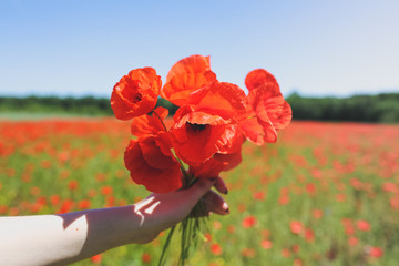 Girl is holding a bouquet of red poppy flowers in her hand. Green field on the background. Beautiful nature and sunny summer concept.