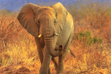 African Elephant, Loxodonta, walking in savannah. Game drive safari in Madikwe Game Reserve, South...