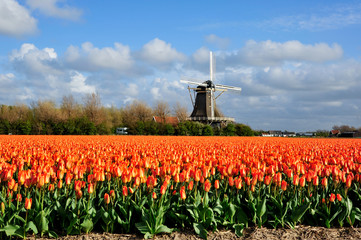Dutch orange tulip field scene in Julianadorp, The Netherlands