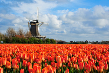 Dutch orange tulip field scene in Julianadorp, The Netherlands