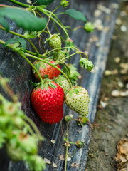 fresh strawberries in the garden