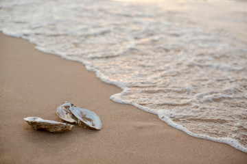 Oyster shells on the surf line with sand on the sea beach, as a concept of summer holidays, sea...