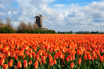 Dutch orange tulip field scene in Julianadorp, The Netherlands