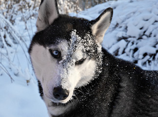 Dog breed Siberian husky potrait portrait with snowflakes on the face in winter forest
