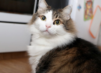 Breed Norwegian Forest Cat