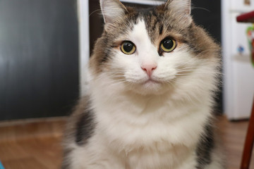 Breed Norwegian Forest Cat