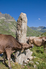 Nadelartiger Fels in der Silvretta