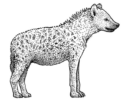 Gustavo Casagrande on Twitter I drew a hyena  draw sketch art  sketchbook drawanimals artontwitter Hyena illustration  httpstcoMHgeJUb8S3  Twitter