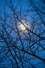Moon shining through bare tree in winter