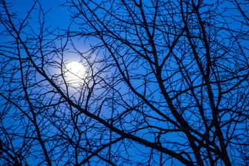 Moon shining through bare tree in winter