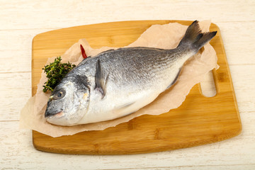 raw dorada fish