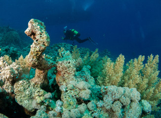 seabed with underwater life