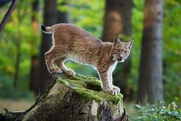 Deurstickers Lynx Jonge lynx staande op een boomstronk