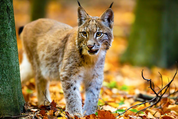 Junger Luchs im Herbstwald