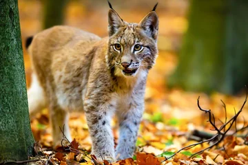 Fotobehang Jonge lynx in het herfstbos © Klaus Brauner